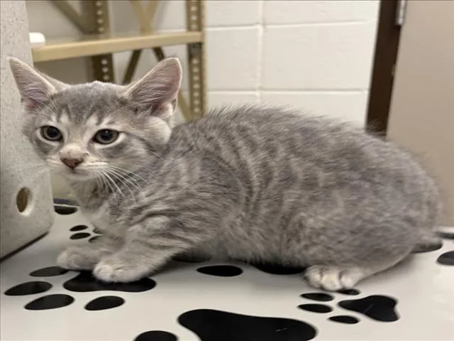 A baby small-sized male Domestic Short Hair cat named Totes for adoption in Derwood, MD