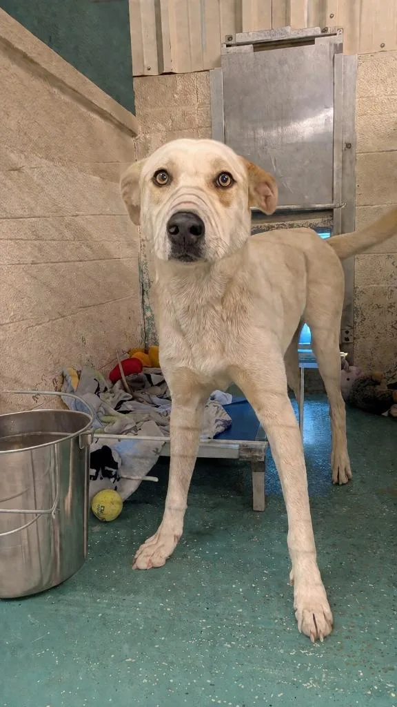 A young medium-sized male Labrador Retriever dog named Max for adoption in Seven Points, TX