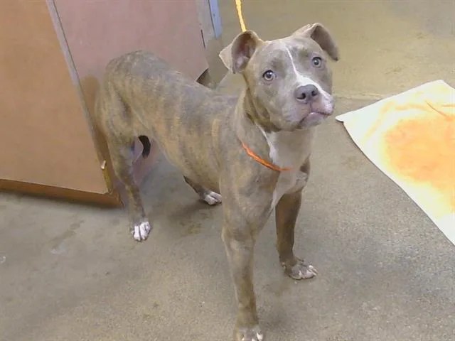 A young small-sized female Pit Bull Terrier dog named Minnie for adoption in Sacramento, CA