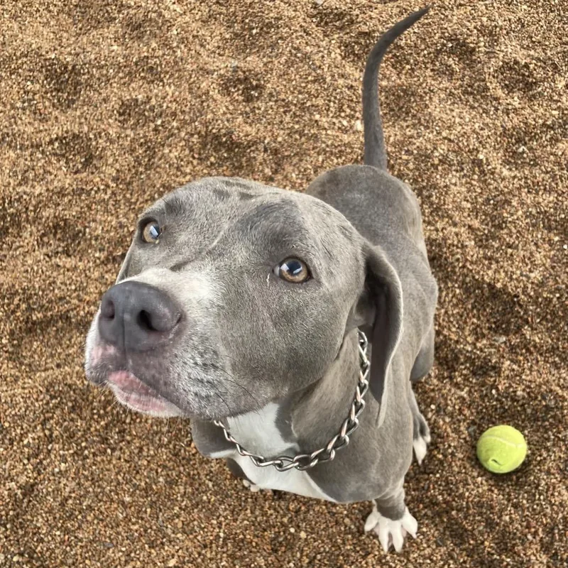 An adult medium-sized female Gray / Blue / Silver Weimaraner dog named Petunia for adoption in Sand Springs, OK
