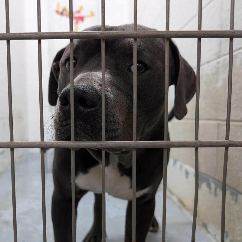 An adult large-sized male Gray / Blue / Silver Pit Bull Terrier dog named Looking For Owner for adoption in Ravenna, OH