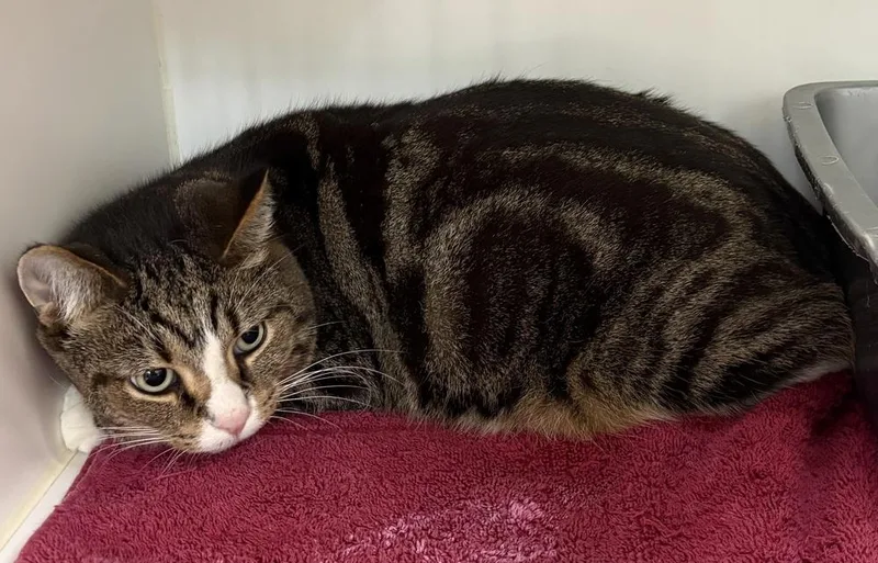 An adult large-sized male Domestic Short Hair cat named Stevie for adoption in Rochester, IN