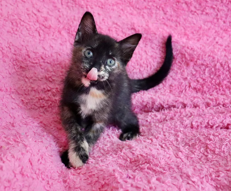 A baby medium-sized female Tortoiseshell Tortoiseshell cat named Petunia for adoption in Saint Augustine, FL