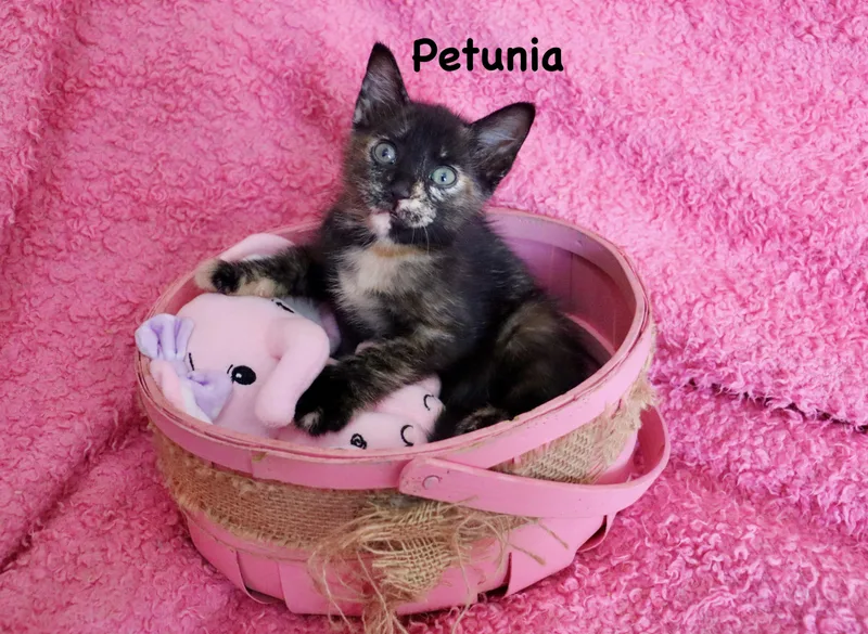 Petunia thumbnail 4