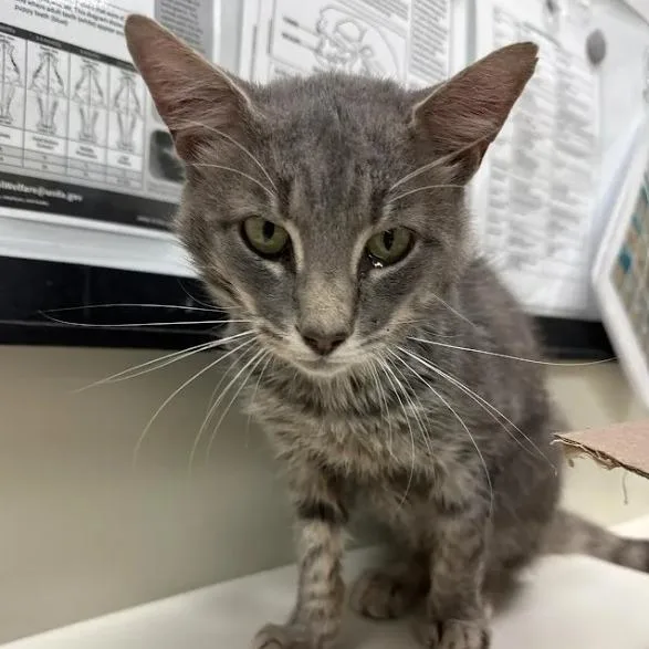 An adult medium-sized male Gray / Blue / Silver Domestic Short Hair cat named Fitz for adoption in Lynchburg, VA