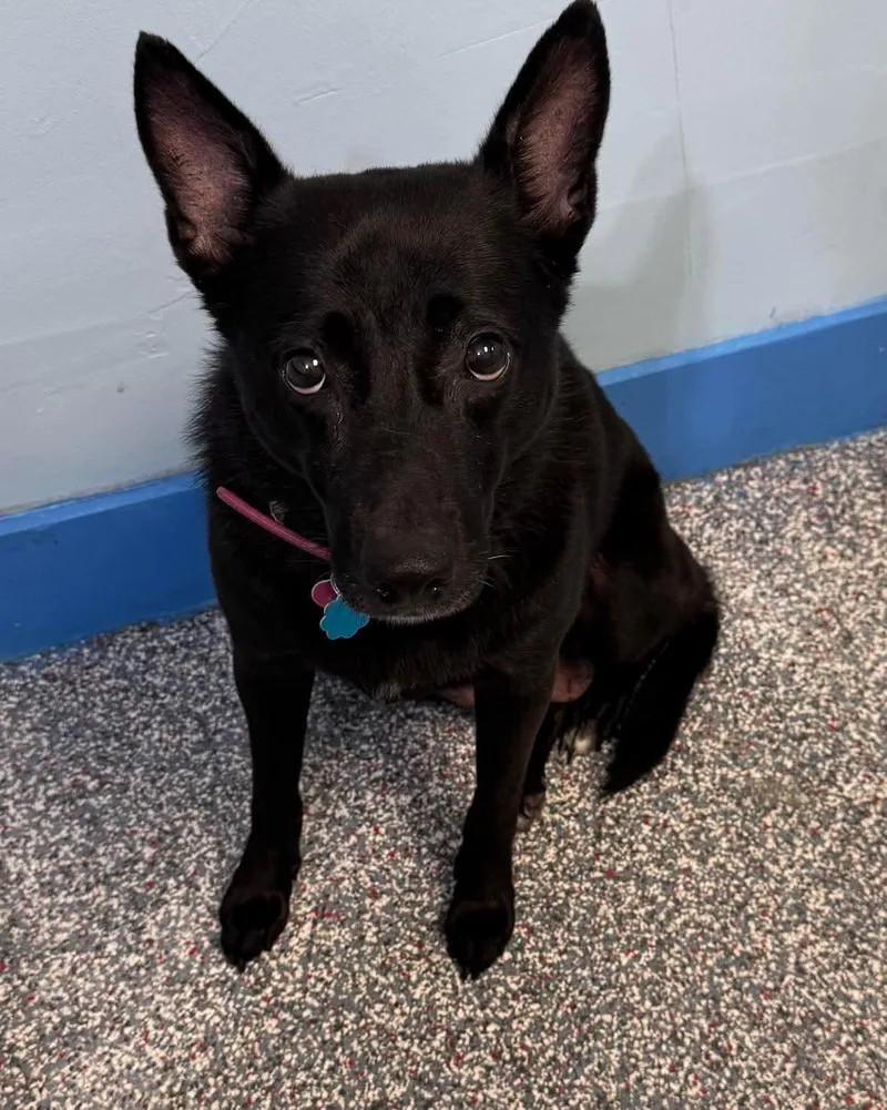 An adult medium-sized female Shepherd dog named Milo for adoption in Las Vegas, NV