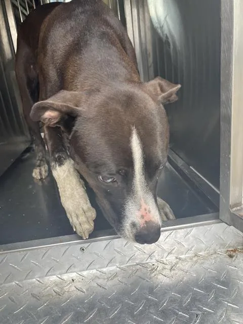 A young medium-sized male Mixed Breed dog named Mario for adoption in Dallas, TX