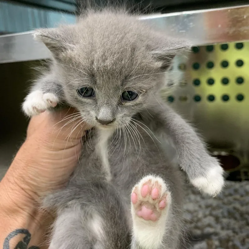 A baby small-sized male Gray / Blue / Silver Domestic Short Hair cat named Quasar for adoption in Fredericksburg, VA