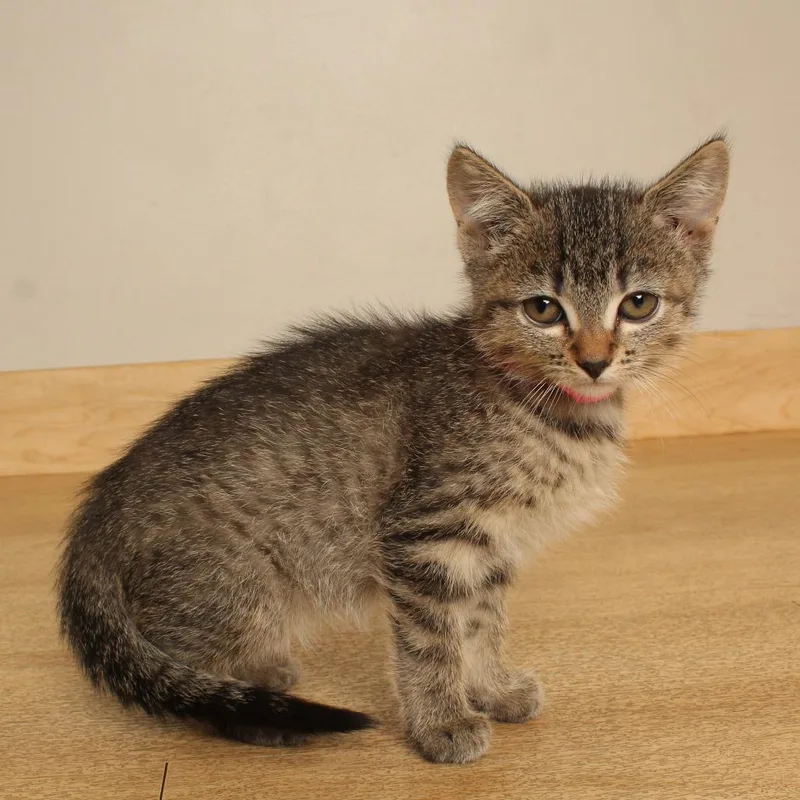 A baby small-sized female Brown / Chocolate Domestic Short Hair cat named Caitlyn C for adoption in Minnetonka, MN