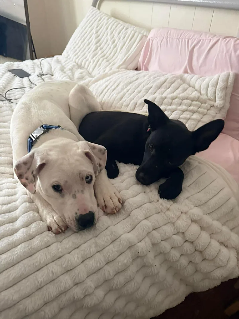 Clementine thumbnail 6