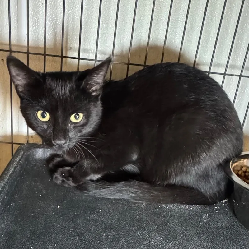 A baby medium-sized male Domestic Short Hair cat named Stealth for adoption in Saginaw, MI