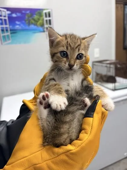 A young small-sized female Domestic Short Hair cat named B Snap Petsmart Summerville for adoption in North Charleston, SC