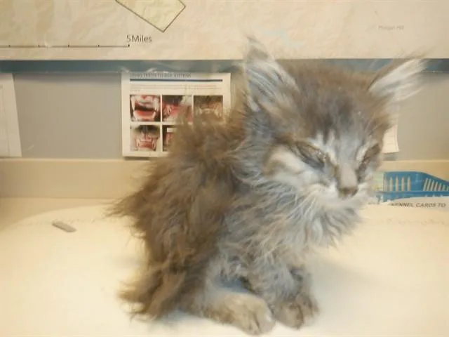 A baby small-sized male Domestic Medium Hair cat named Sir Crisp for adoption in San Jose, CA