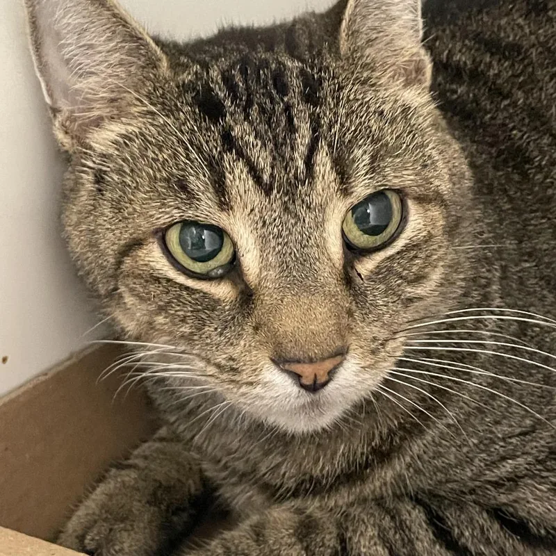 Shadow