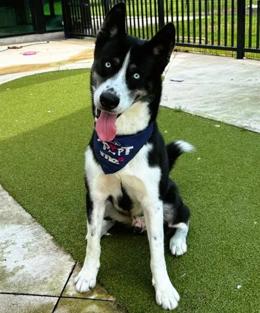 An adult large-sized male Siberian Husky dog named Frost for adoption in Fort Lauderdale, FL