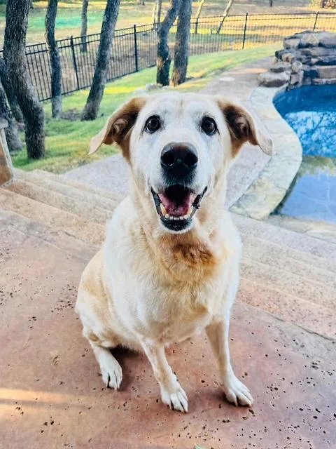 An adult large-sized female Labrador Retriever dog named Penny for adoption in Lewisville, IN