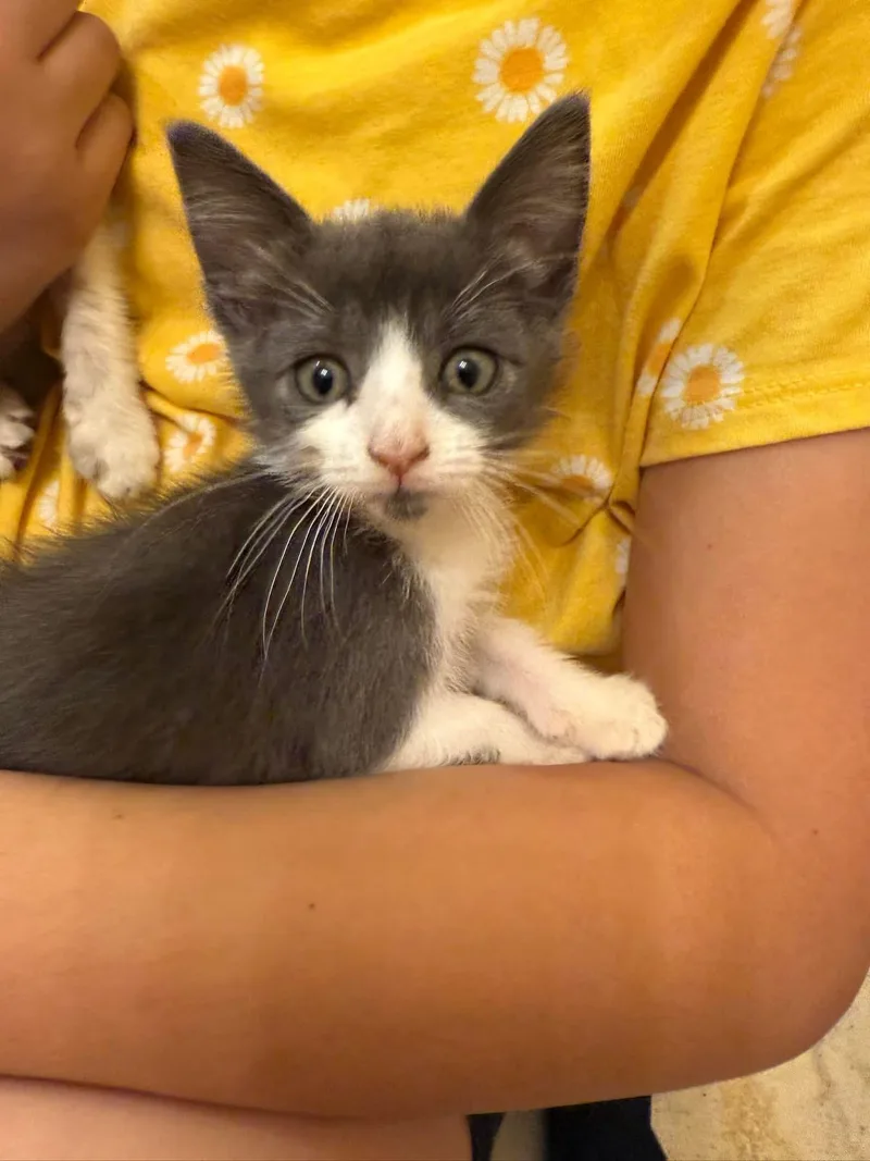 A baby medium-sized female Gray & White Domestic Short Hair cat named Pipsqueak for adoption in Schertz, TX