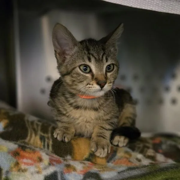 A baby small-sized female Domestic Short Hair cat named Apple for adoption in Oakland, CA