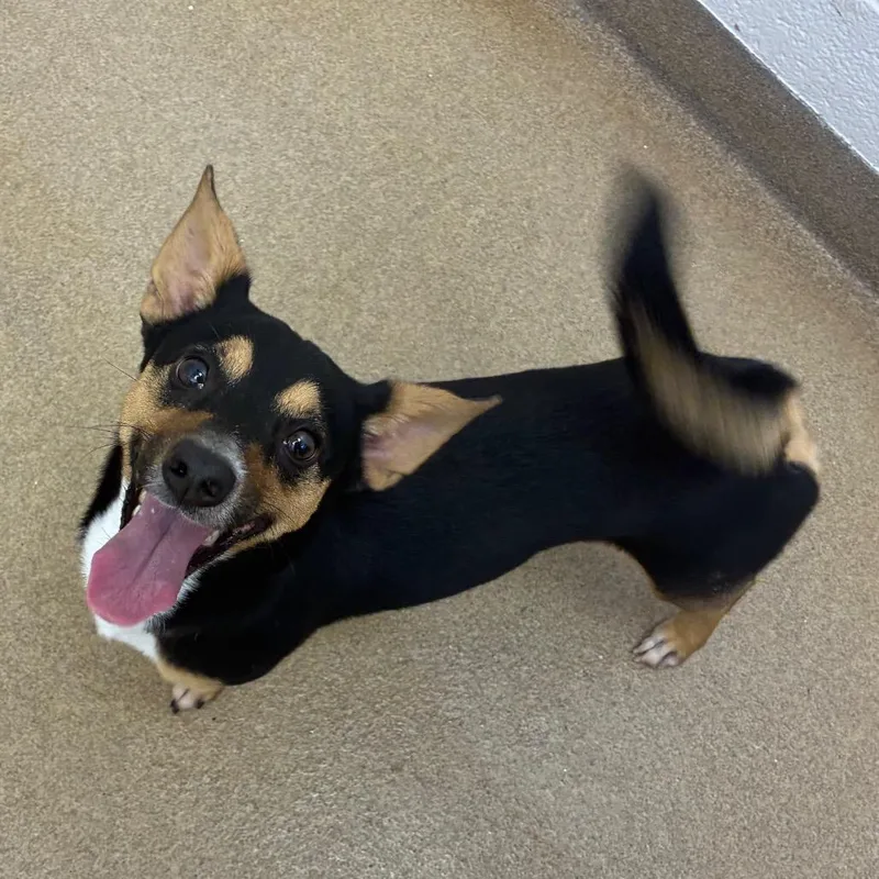 A young small-sized male Black Chihuahua dog named Juanito for adoption in Corpus Christi, TX