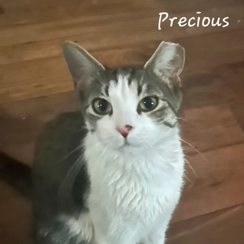 A young medium-sized female Gray / Blue / Silver Domestic Short Hair cat named Precious for adoption in Waldorf, MD