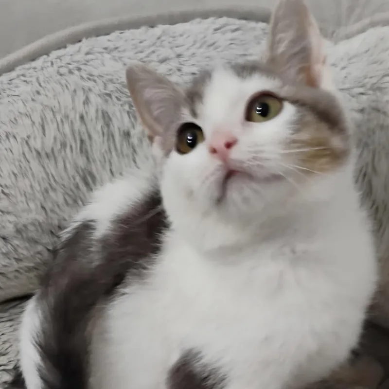 Precious thumbnail 3