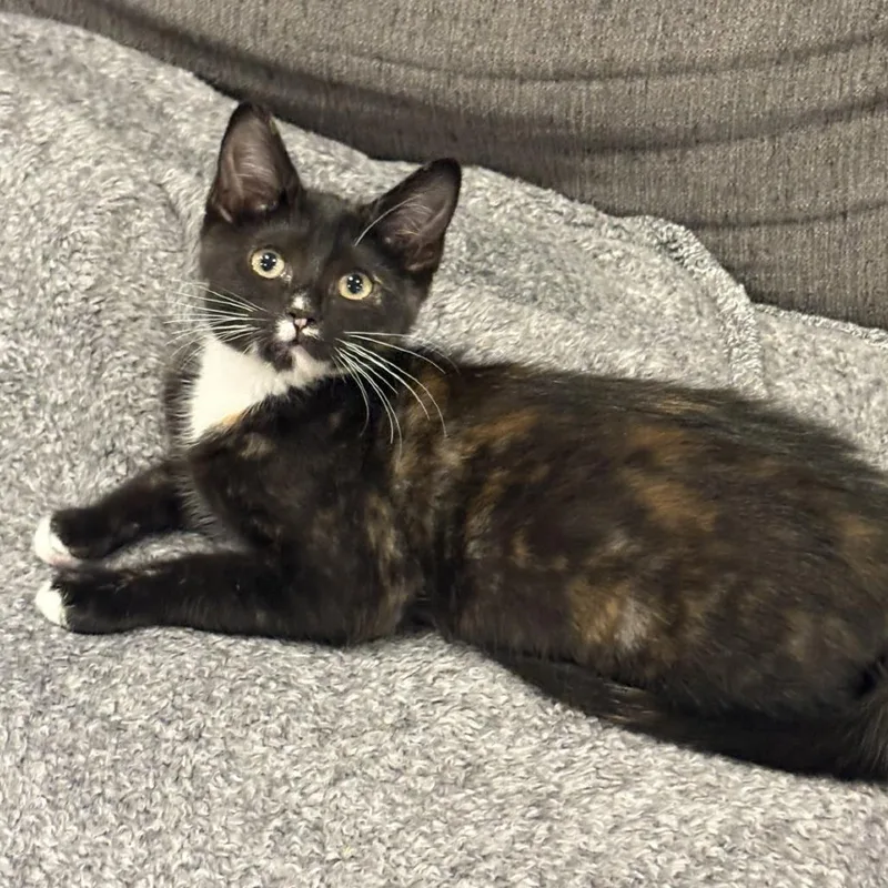 A baby small-sized female Black Domestic Short Hair cat named Strawberry Fields for adoption in Spokane, WA