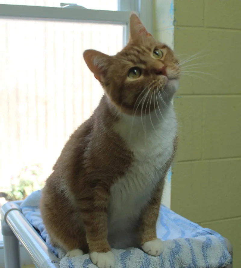 An adult large-sized male Domestic Short Hair cat named Jinx for adoption in Prattville, AL