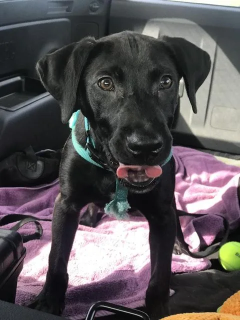 Enzo
