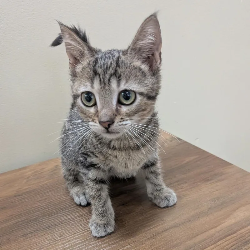 A baby small-sized male Gray / Blue / Silver Domestic Short Hair cat named Dino for adoption in Pleasanton, CA