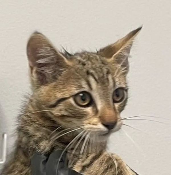 A baby small-sized male Domestic Short Hair cat named Himmel for adoption in El Cajon, CA