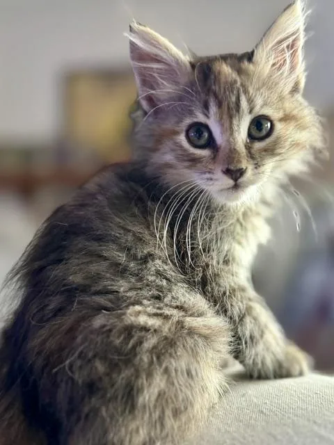 A baby small-sized female Domestic Long Hair cat named Claudia for adoption in San Pedro, CA