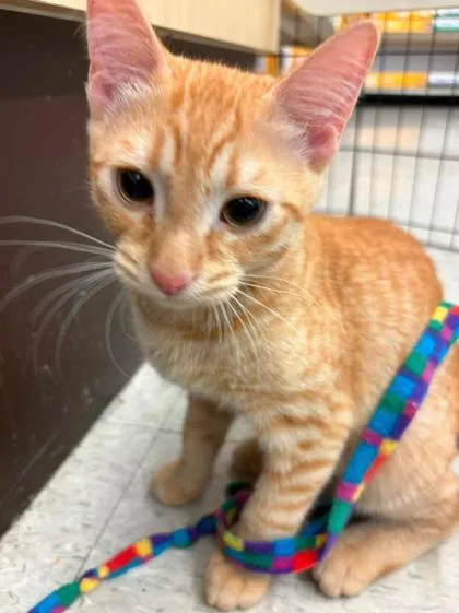 A baby medium-sized male Orange / Red Domestic Short Hair cat named Jim Halpurrt for adoption in Kansas City, MO