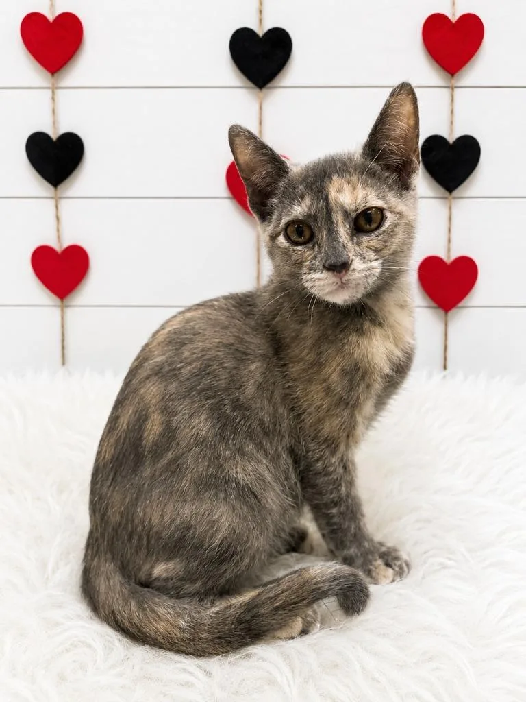 A baby small-sized female Domestic Short Hair cat named Juliep for adoption in Corpus Christi, TX