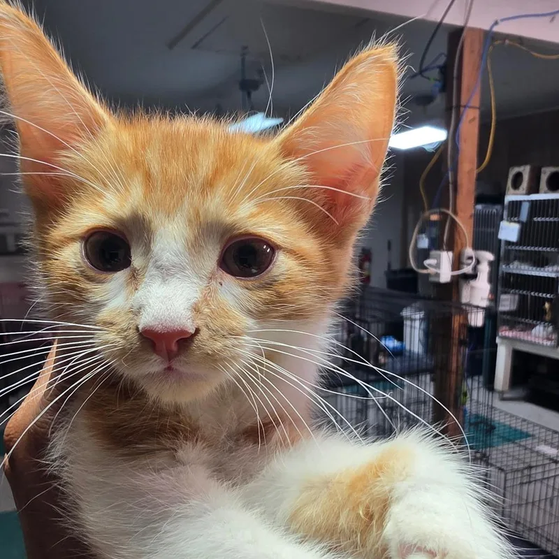 A baby small-sized male Orange / Red Domestic Medium Hair cat named Paper for adoption in Leander, TX