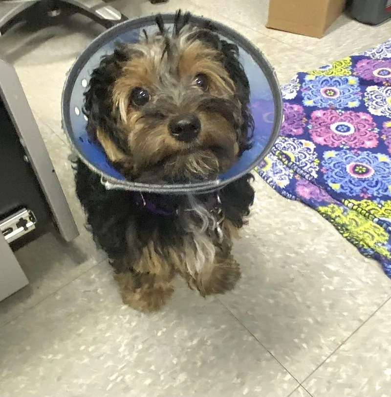 A baby small-sized female Black Mixed Breed dog named Mila for adoption in Alexandria, VA
