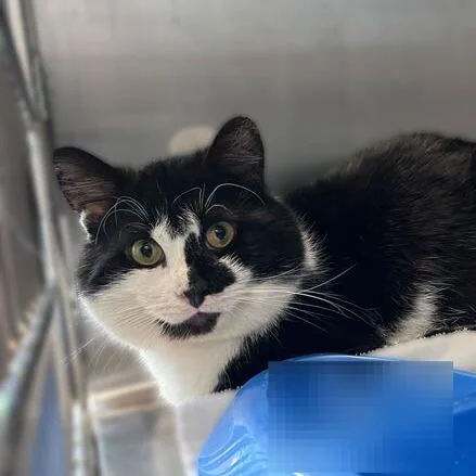 An adult medium-sized male Black Domestic Short Hair cat named Low On Cilantro for adoption in Davenport, IA