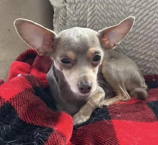 A young small-sized male Gray / Blue / Silver Chihuahua dog named Reid for adoption in Grosse Pointe Park, MI