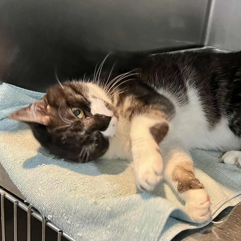 A senior medium-sized female Black & White / Tuxedo Domestic Short Hair cat named Yoyo for adoption in Myrtle Beach, SC