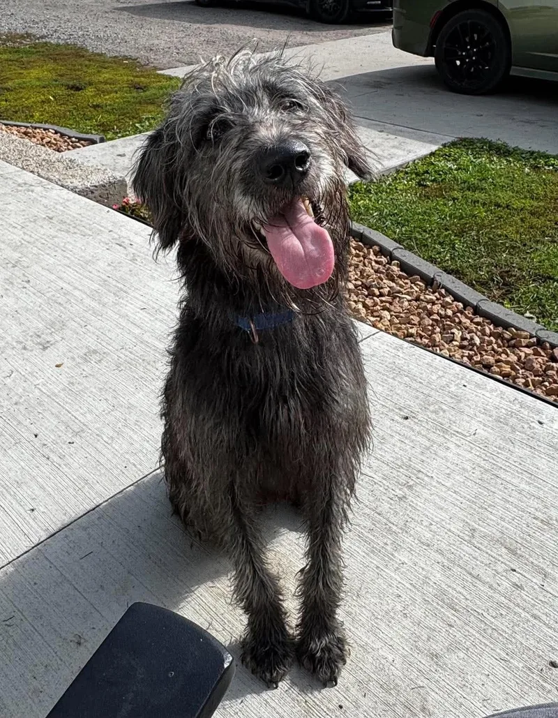 An adult medium-sized male Mixed Breed dog named Wally for adoption in Grand Forks, ND