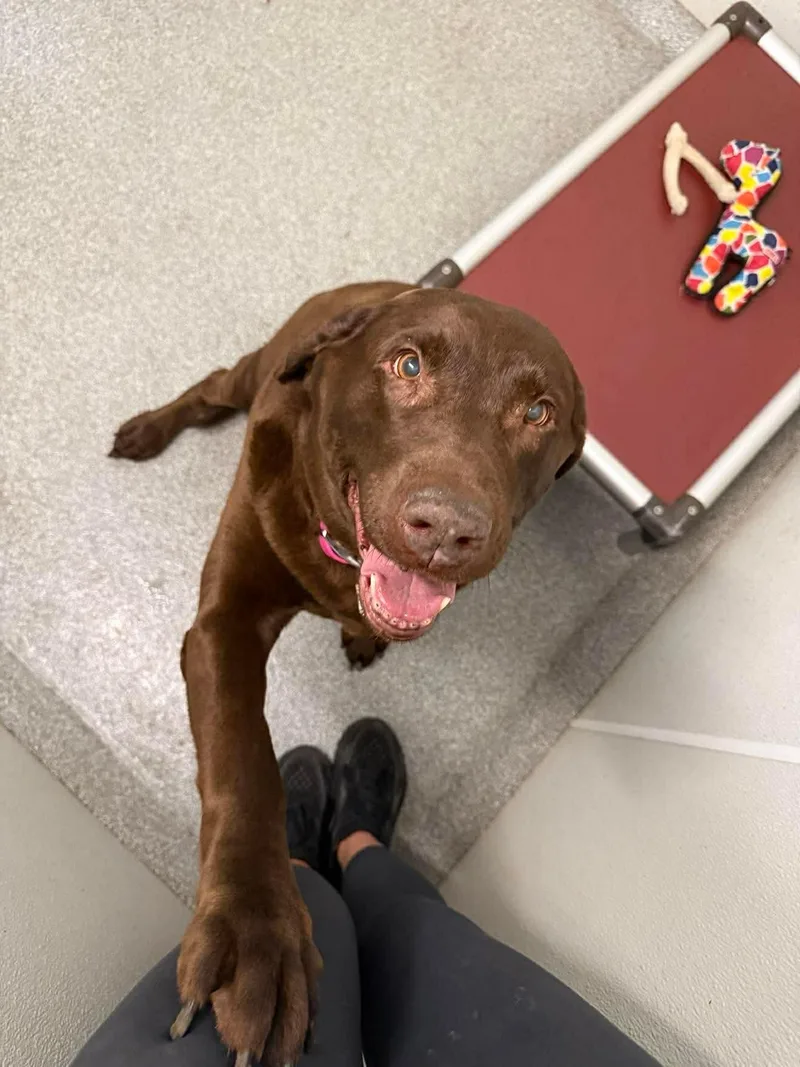 An adult extra large-sized female Chocolate Labrador Retriever dog named Gracie for adoption in Minooka, IL