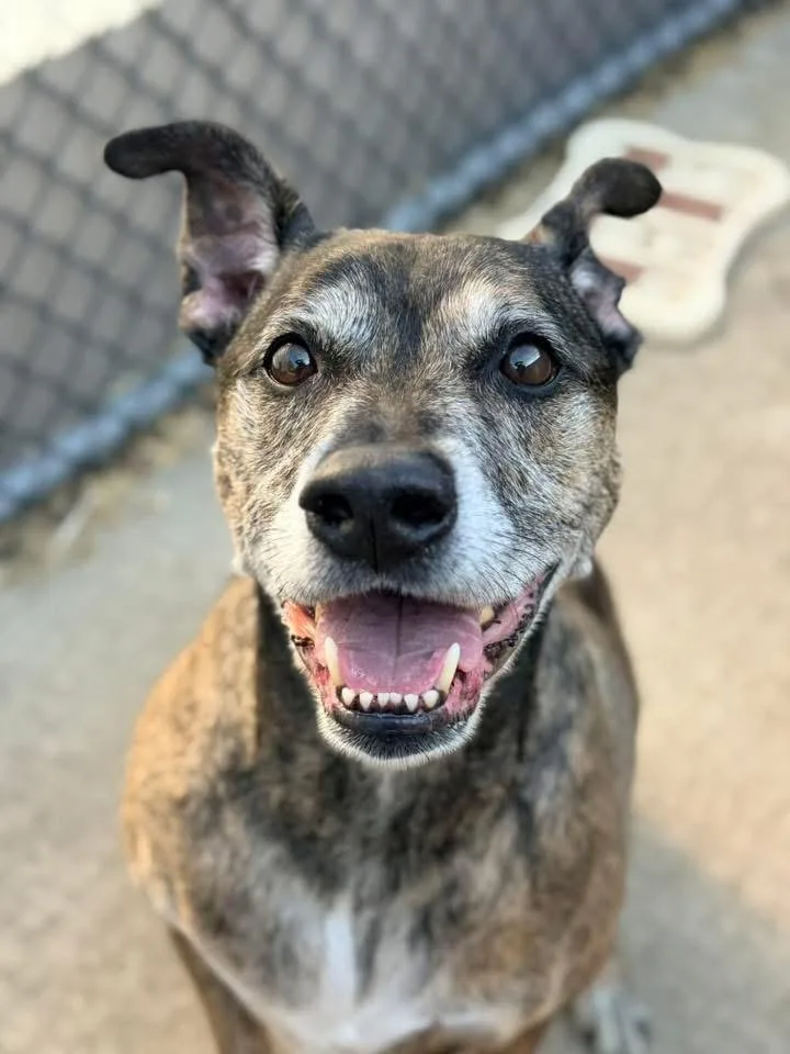 A senior medium-sized male Brindle Pit Bull Terrier dog named Bruce Almighty for adoption in Chicago, IL