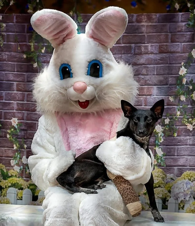 A baby medium-sized female Black Hound dog named Peanut Jane for adoption in Milton, GA