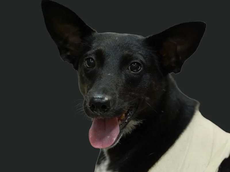 Peanut Jane thumbnail 2