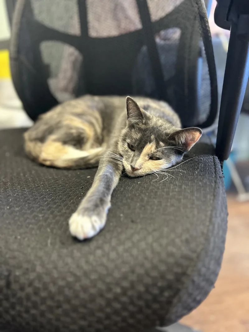 Margo & Milo thumbnail 2