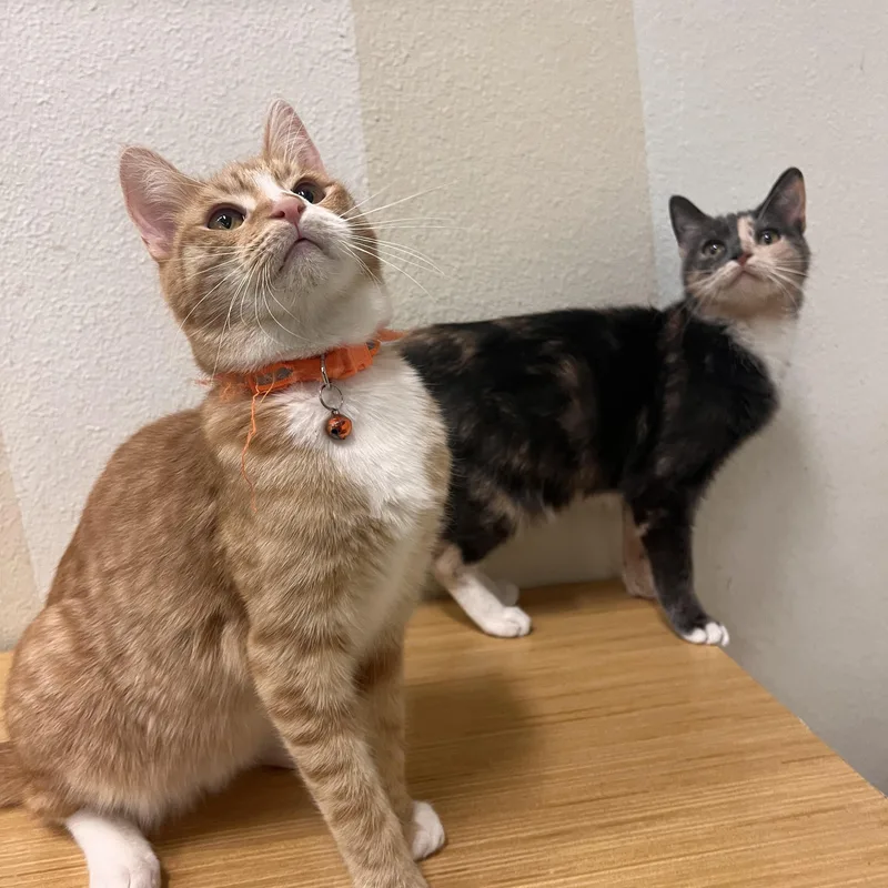 Margo & Milo thumbnail 3