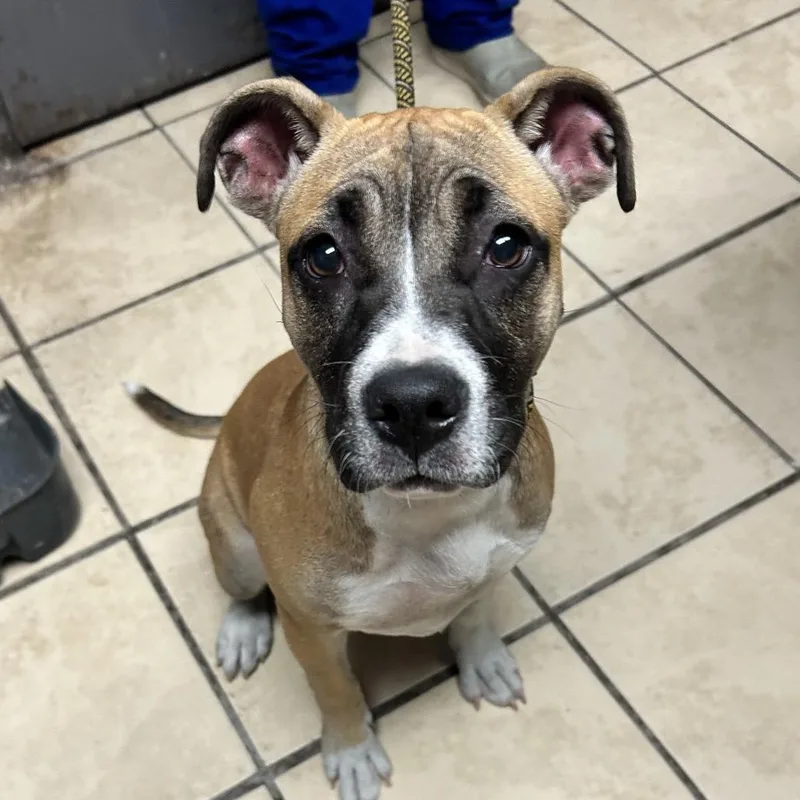 A baby medium-sized female Yellow / Tan / Blond / Fawn Boxer dog named Penelope for adoption in Newport, NC
