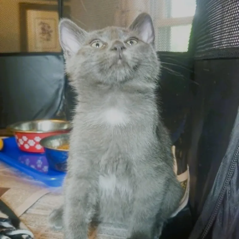 A baby medium-sized female Gray / Blue / Silver Domestic Short Hair cat named Darcy for adoption in Rochester, NY