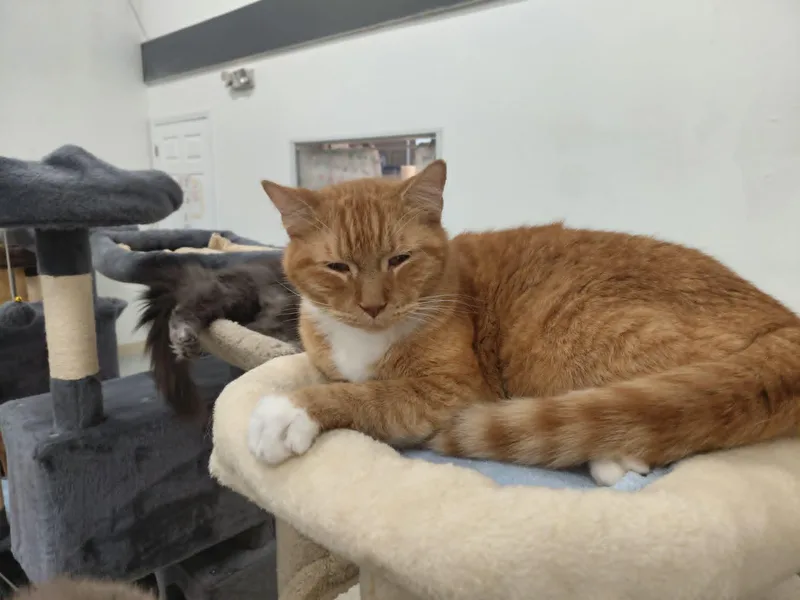 A young large-sized male Orange & White Domestic Short Hair cat named King for adoption in West Palm Beach, FL