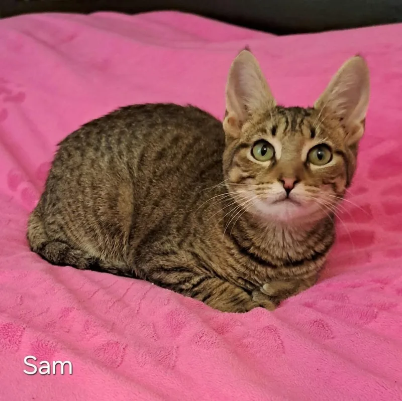 A baby small-sized male Domestic Short Hair cat named Sam for adoption in Groveland, MA