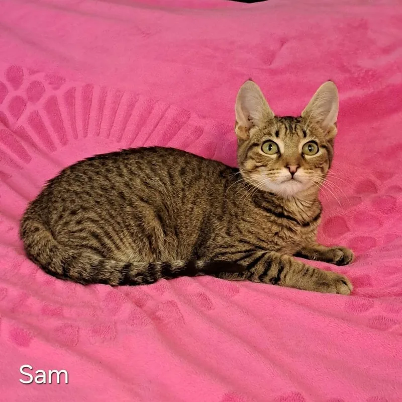Sam thumbnail 2